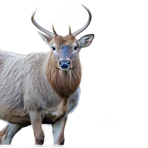 Buck In The Highland Png Ruv76 PNG Image