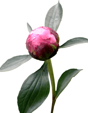 Peony PNG HD PNG with transparent background