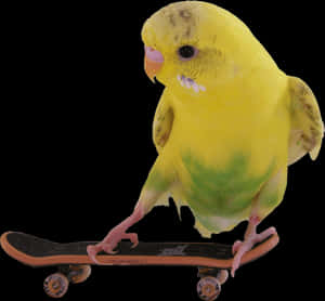 Budgie Skateboard Trick PNG image with transparent background