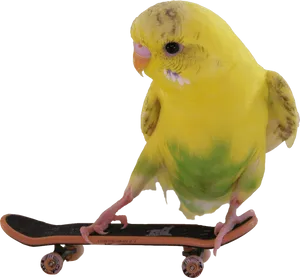 Budgie Skateboard Trick PNG Image