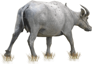 Buffalo Free Download Png - Buffalo Png, Transparent Png PNG image with transparent background