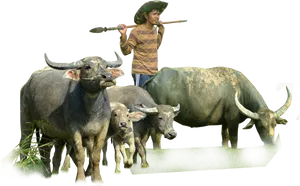 Buffalo Herdwith Farmer PNG Image