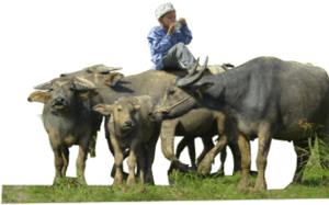 Buffalo Png Transparent Images - Indian Buffalo Hd Png, Png Download PNG image with transparent background