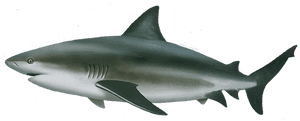 Bull Shark Png PNG image with transparent background