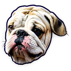 Bulldog Head Png 75 PNG Image