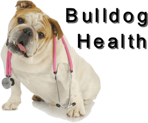 Bulldog Veterinary Checkup PNG image with transparent background