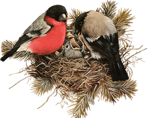 Nest Png File Download Free - Birds In Nest Png, Transparent Png PNG with transparent background