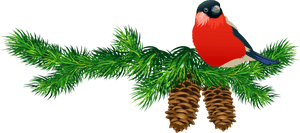 Bullfinchon Pine Branchwith Cones.png PNG with transparent background