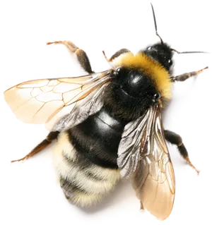 Bumblebee_ Closeup PNG Image