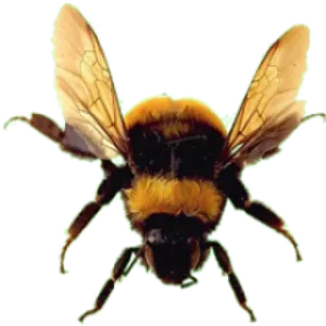 Bumblebee In Flight.png PNG Image