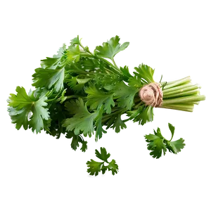 Bunch Of Cilantro Png 17 PNG Image