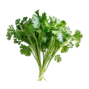 Bunch Of Cilantro Png Cqh51 PNG Image