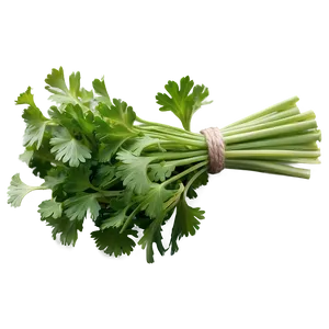 Bunch Of Cilantro Png Tig3 PNG Image