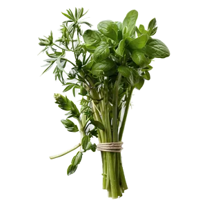 Bunch Of Herb Png Yqp61 PNG Image