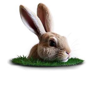 Bunny Face Closeup Png 58 PNG Image