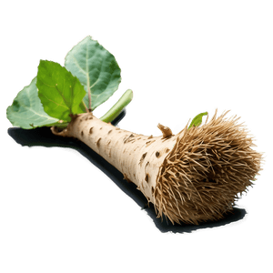 Burdock Root PNG wtn46 PNG with transparent background