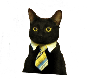Business Cat Meme, HD Png Download PNG image with transparent background