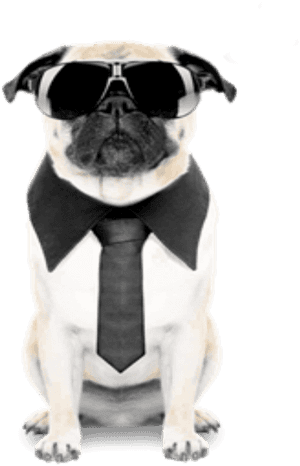 Yep Im A Pug - Cool Pug Png, Transparent Png PNG image with transparent background