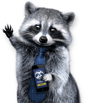 Raccoon Png - Png Raccoon, Transparent Png PNG image with transparent background