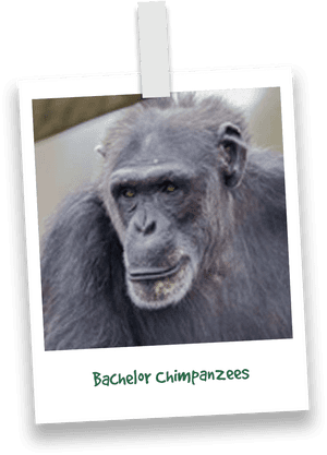 Butchs-chimpanzees - Common Chimpanzee, HD Png Download PNG image with transparent background