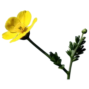 Buttercup Macro Png Bao51 PNG Image