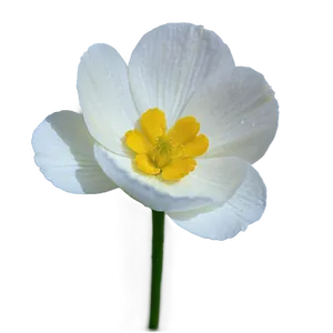 Buttercup Macro Png Bmn37 PNG Image