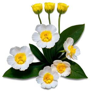 Buttercup Serenity Png 06252024 PNG Image