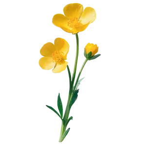 Buttercup Sunshine Png Dif41 PNG Image