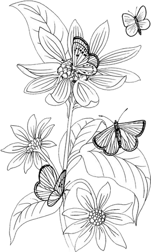 Butterfly Outline Png, Transparent Png PNG image with transparent background