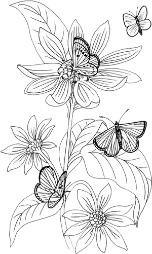 Butterfliesand Flowers Sketch PNG Image