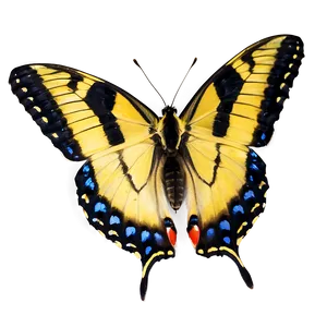 Butterfly In The Wild Png Mxl58 PNG Image