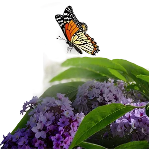 Butterfly Phenomenon Png Ihh PNG Image