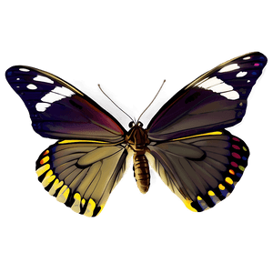 Butterfly PNG wda44 PNG image with transparent background