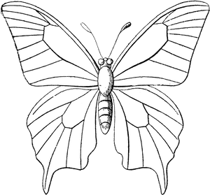 Transparent Bugs Clipart Black And White, HD Png Download PNG image with transparent background