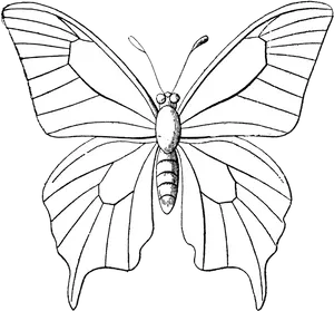 Butterfly Sketch Outline.png PNG Image