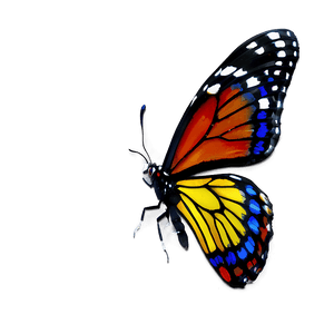 Butterfly Wings PNG dou24 PNG image with transparent background