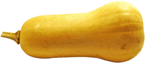 Butternut Squash, HD Png Download PNG with transparent background