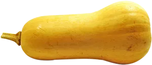 Butternut Squash Isolated PNG Image