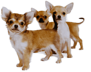 Buying Chihuahua Puppies, HD Png Download PNG image with transparent background
