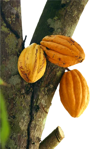 Cacao Podson Tree PNG Image