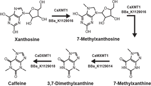 Caffeine Biosynthesis Pathway Diagram PNG Image