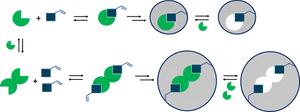 Caffeine Metabolism Process Diagram PNG Image