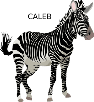 Caleb Zebra Svg Clip Arts - Zebra Clipart, HD Png Download PNG image with transparent background