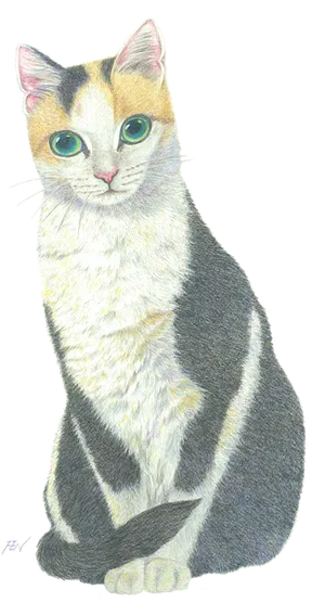 Calico Cat Illustration.png PNG Image