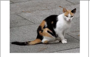 Calico Cat Sittingon Pavement PNG Image