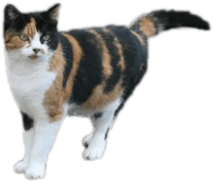 Calico Cat Standing Side View PNG Image