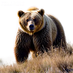 California Bear In Nature Png Lri PNG Image