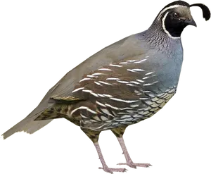 California Quail Profile PNG Image