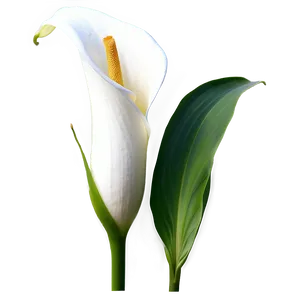 Calla Lily A PNG Image