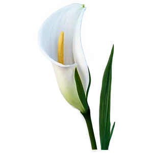 Calla Lily Flower Png 93 PNG Image